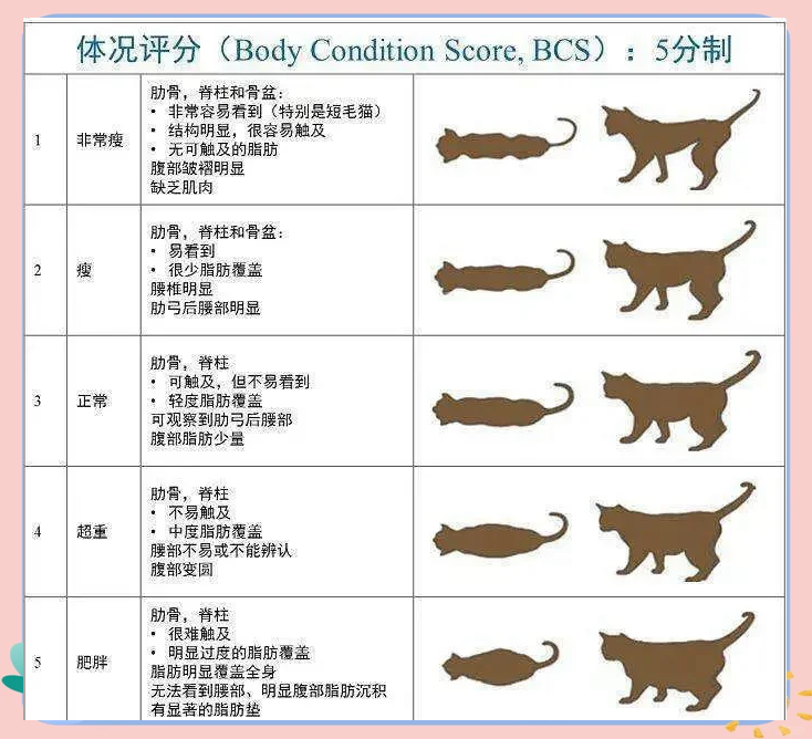 猫肥胖类型分类图图片