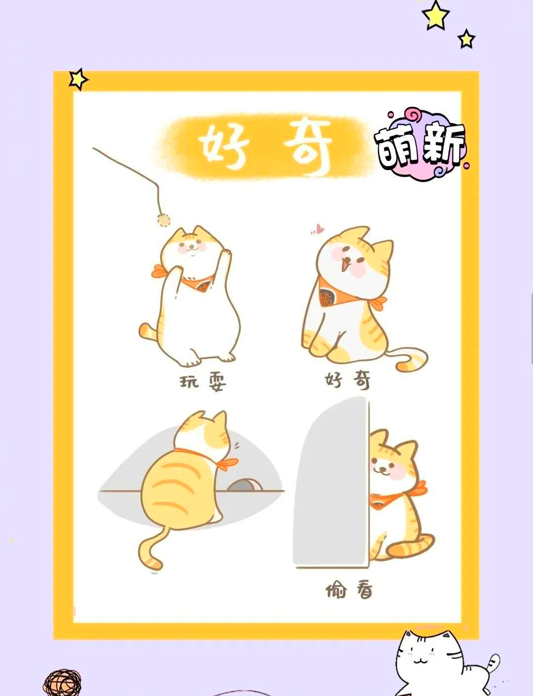 猫咪情绪全解析 新手养猫必读指南