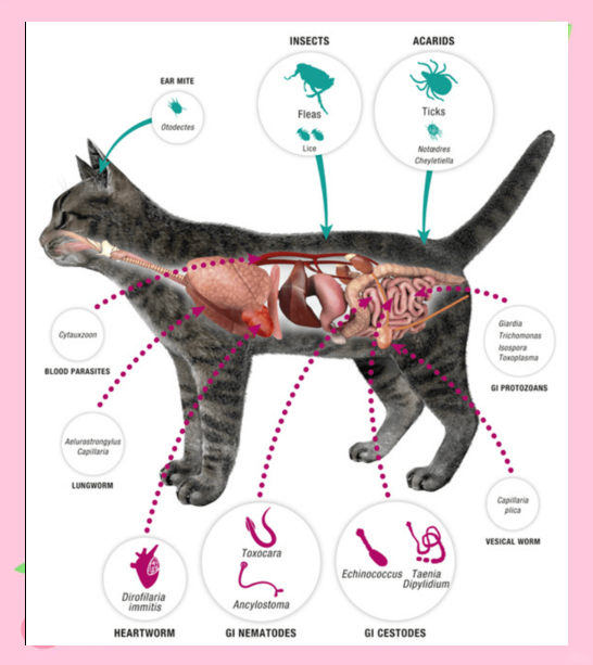 猫的肠道结构图图片