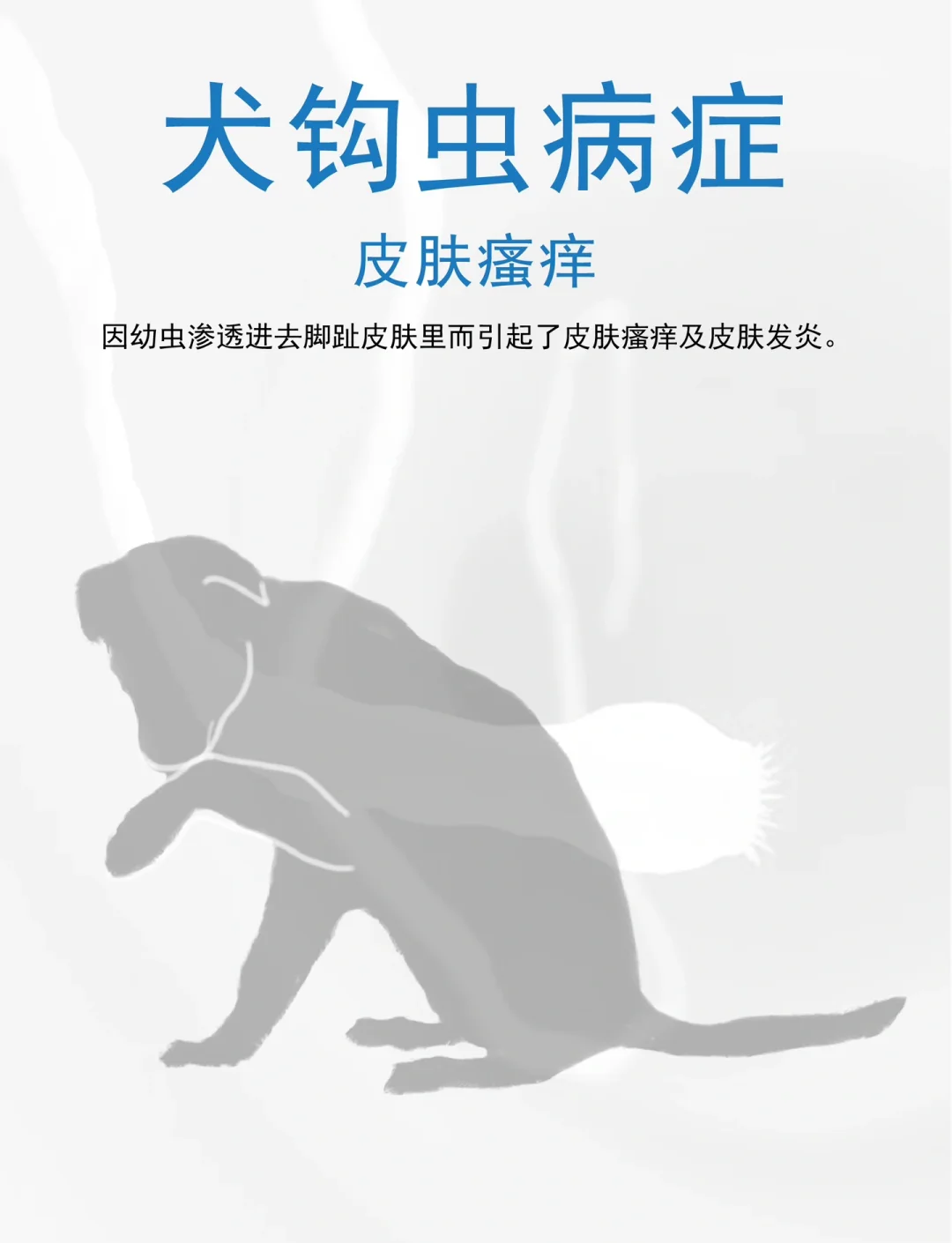 犬钩虫病图片