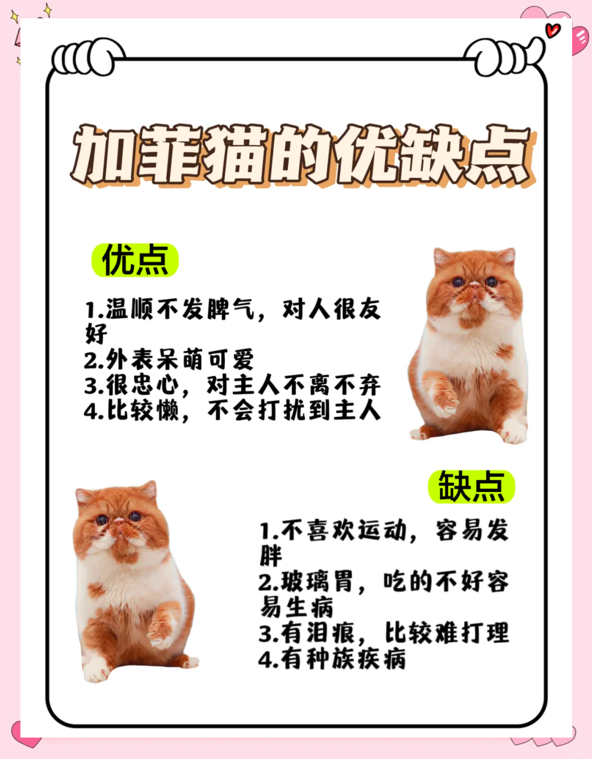 加菲猫的性格图片