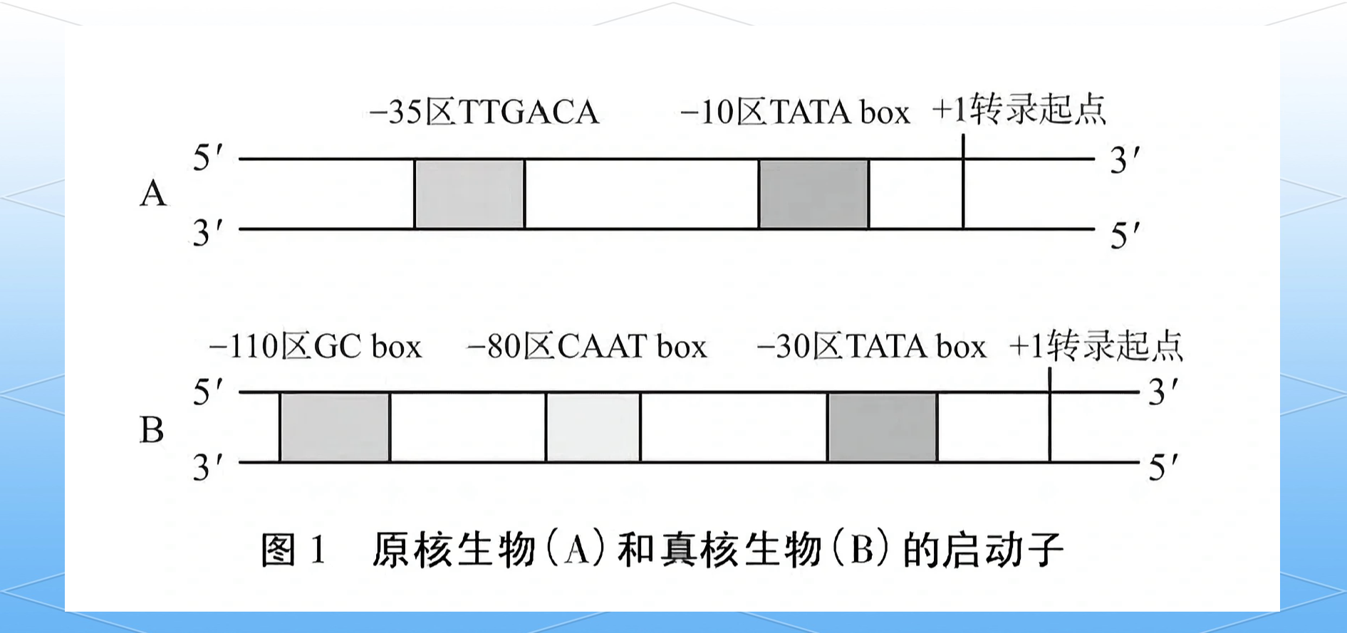 原核生物基因表达图片