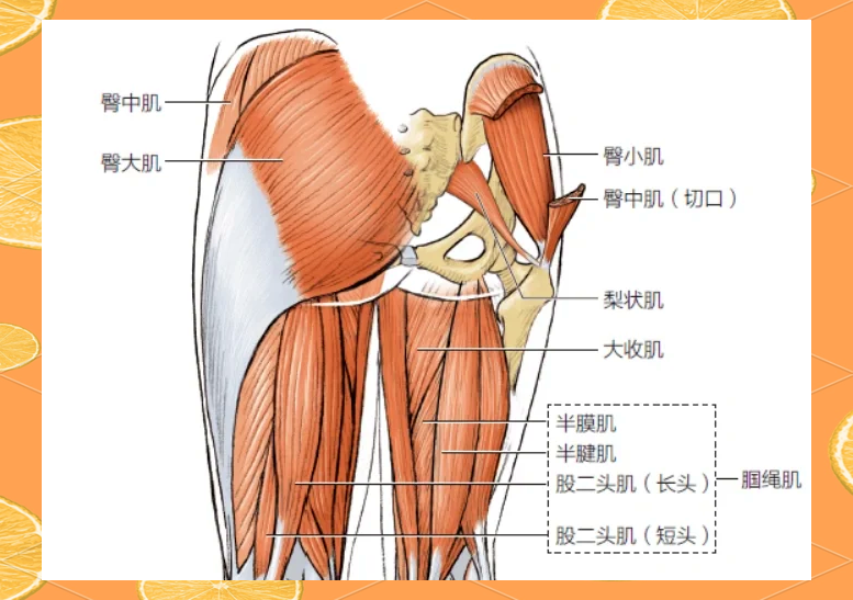 大腿后侧肌肉名称图片图片