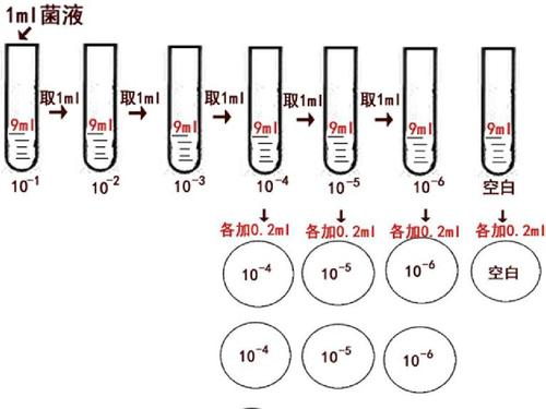 稀释涂布平板法结果图片