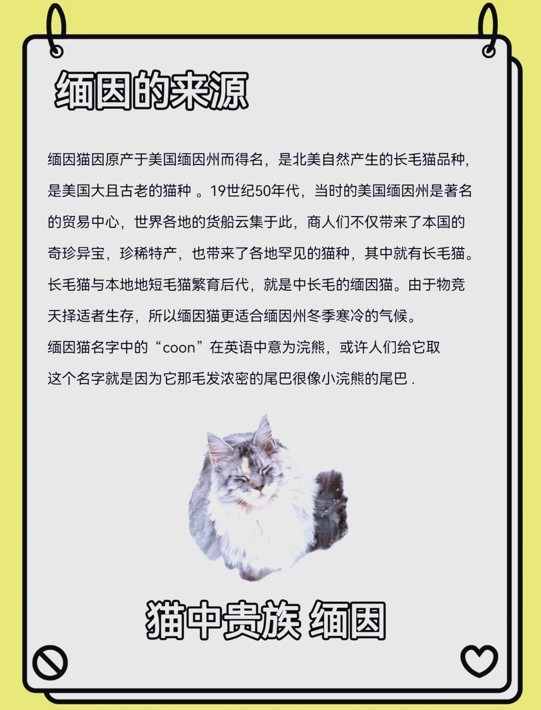 缅因猫性格图片