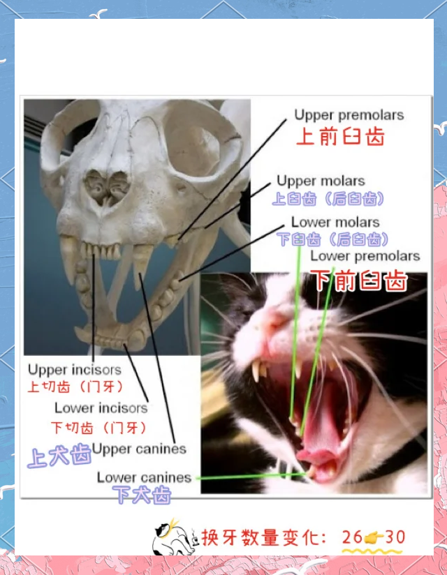 猫咪换牙顺序图片图片