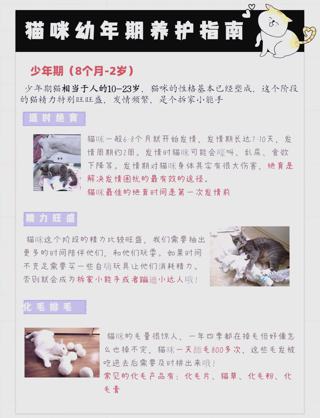 小猫的生长周期图解图片