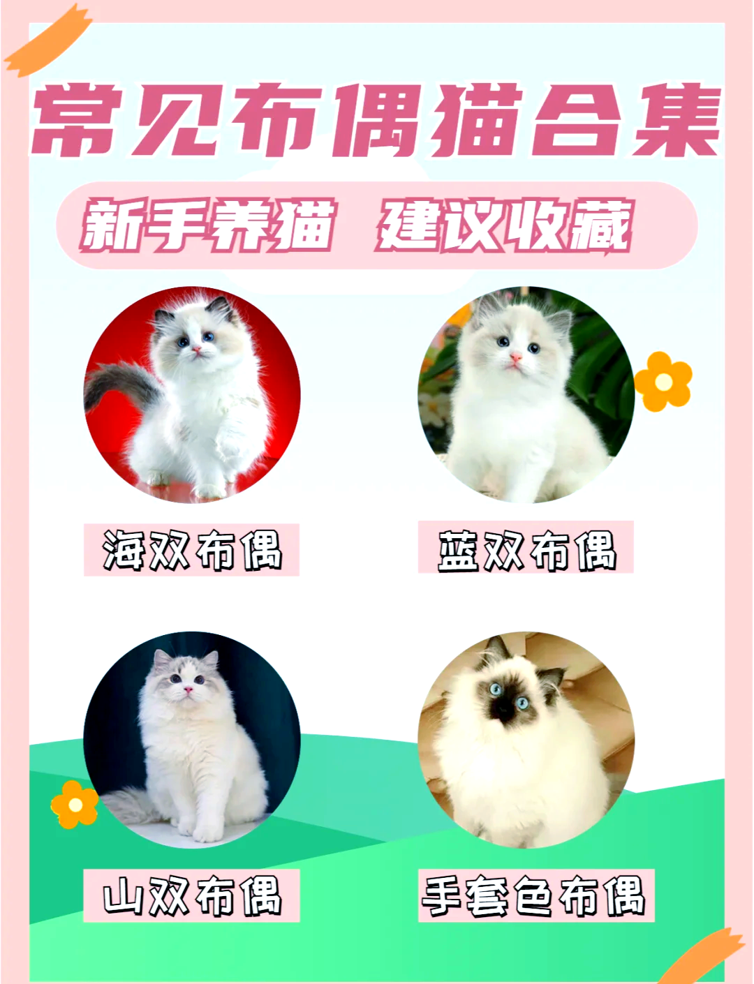 布偶猫面具失格图解图片