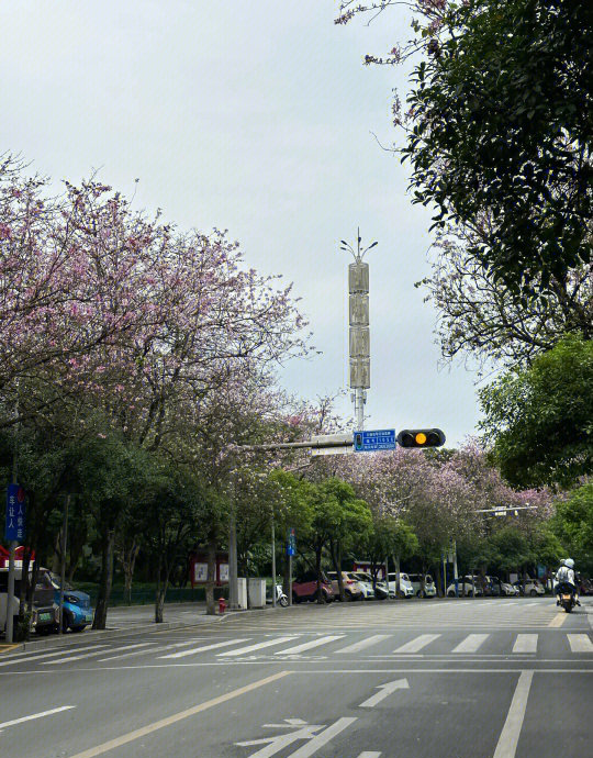 柳州三中路紫荆花图片