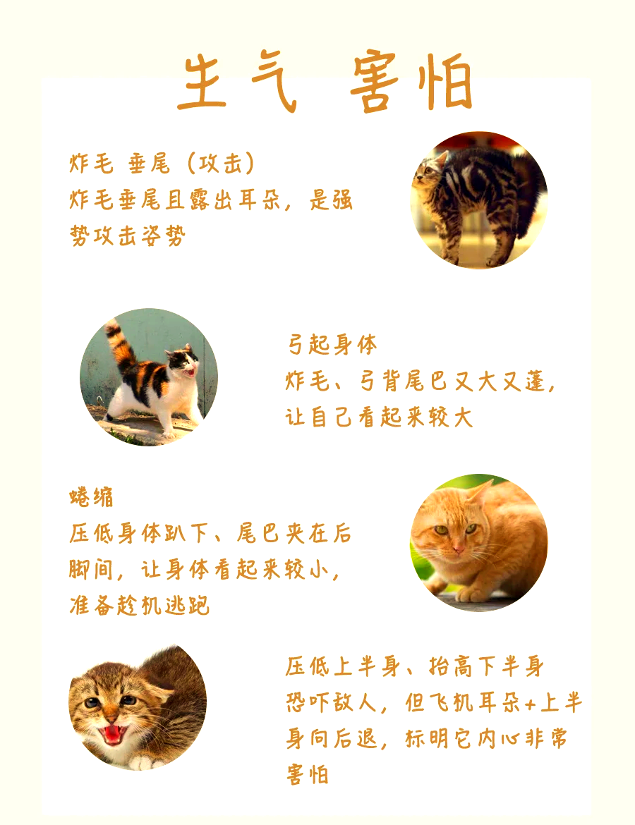 猫咪情绪全解析 如何读懂它们的喜怒哀乐?