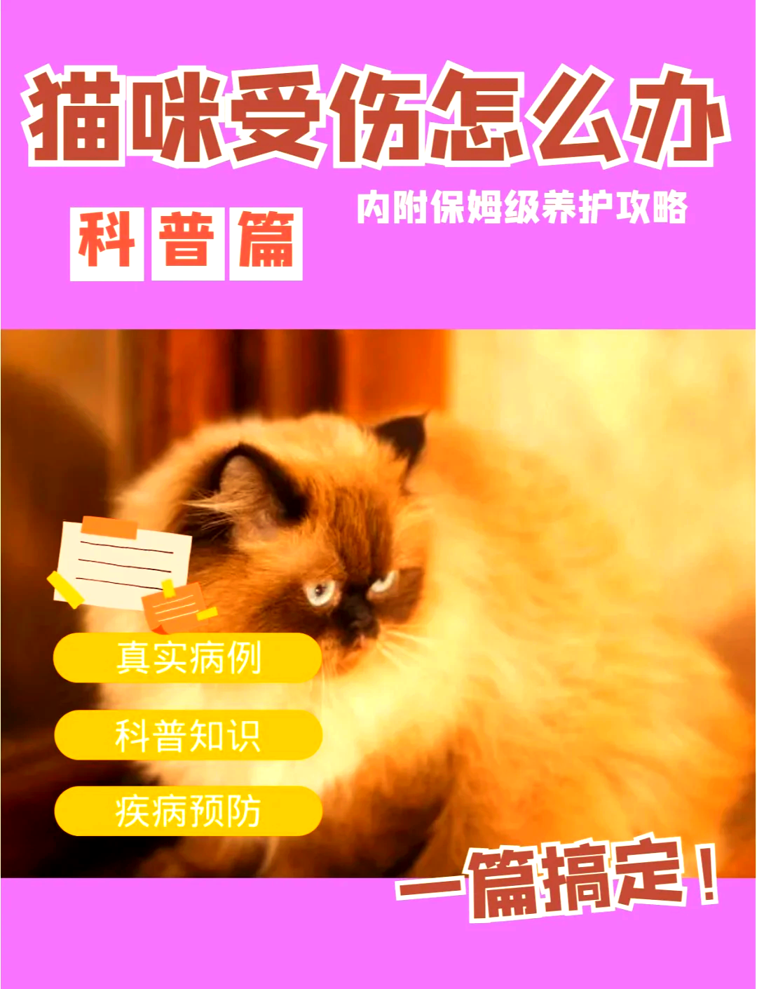 猫咪受伤了?教你如何正确处理!