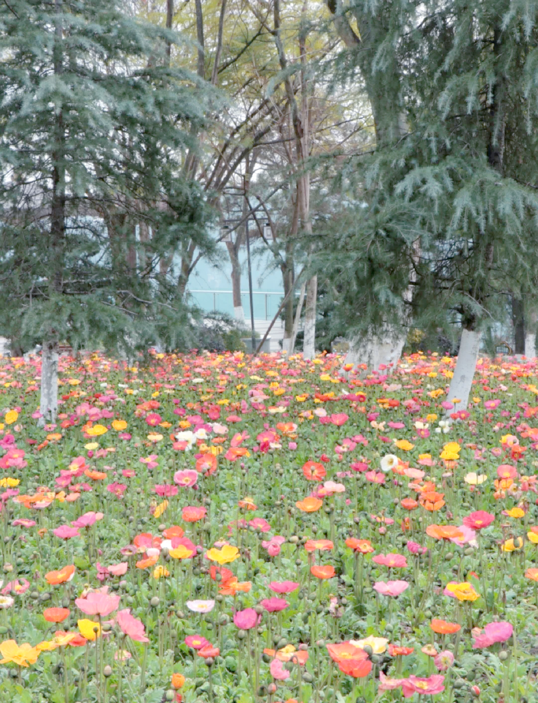 铁山坪森林公园看花图片