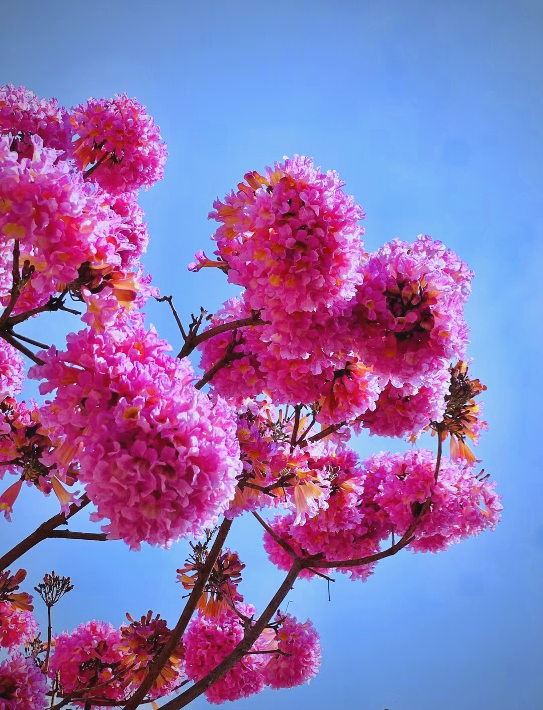 风铃木花海图片