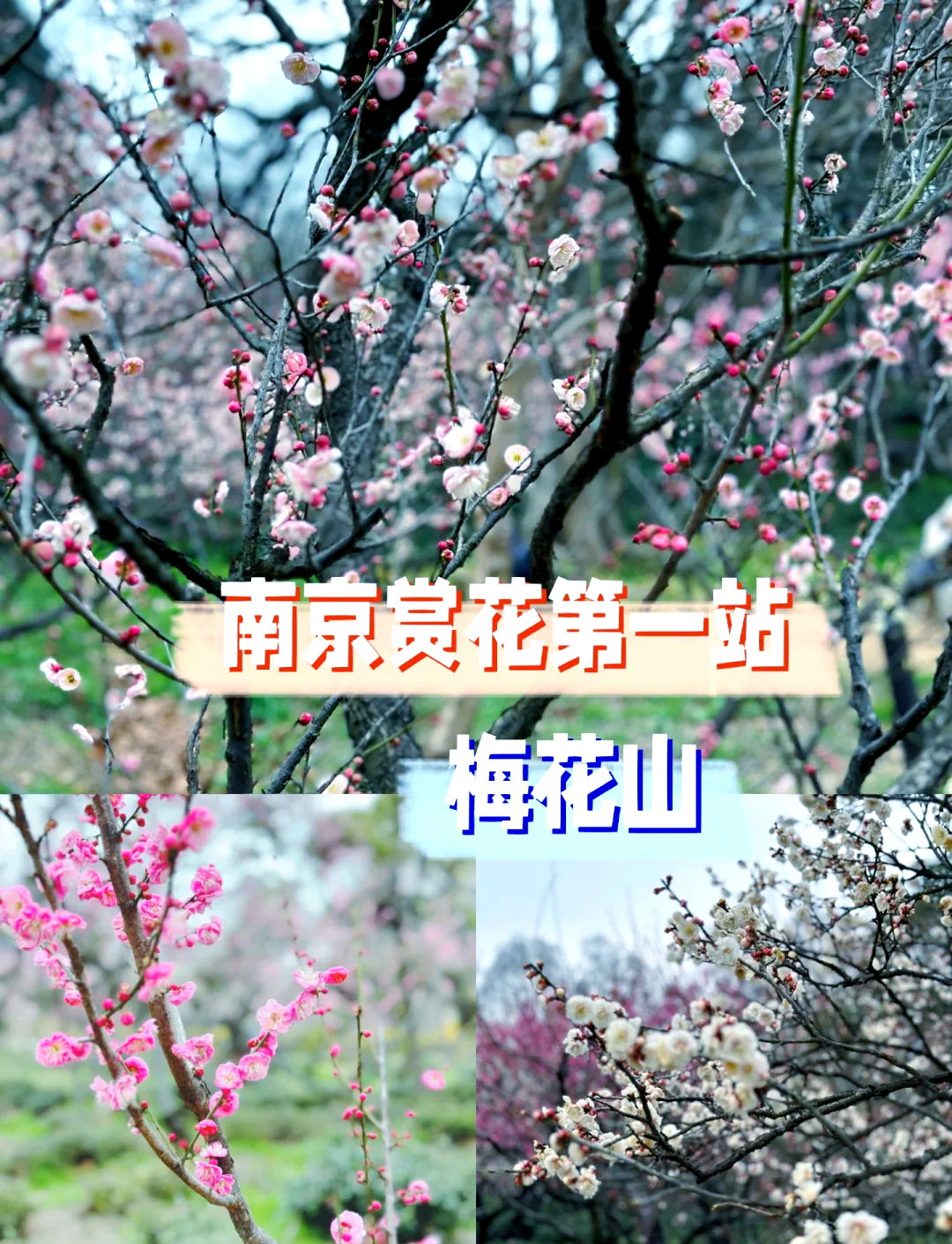 南京梅花谷门票图片