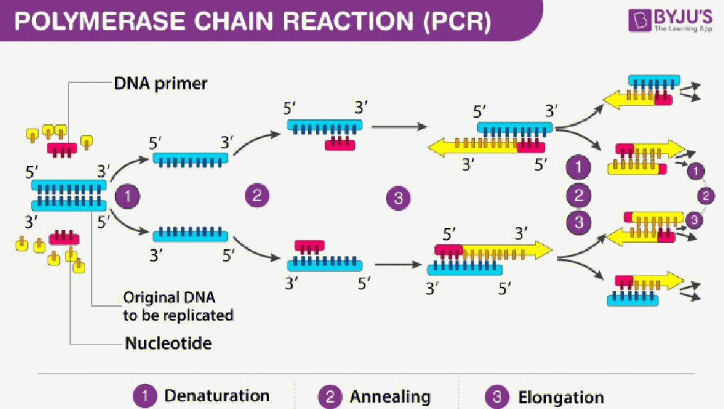 pcr原理图解图片