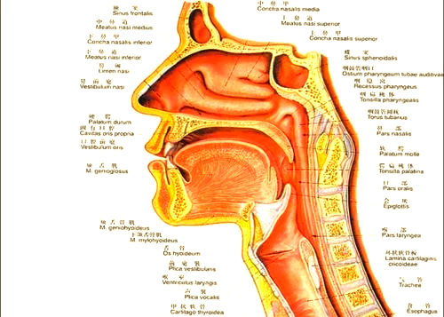 头腔共鸣图解图片