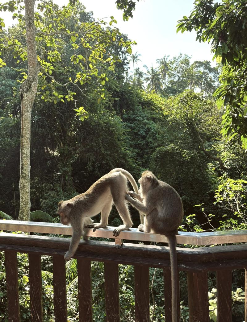 圣猴森林街图片