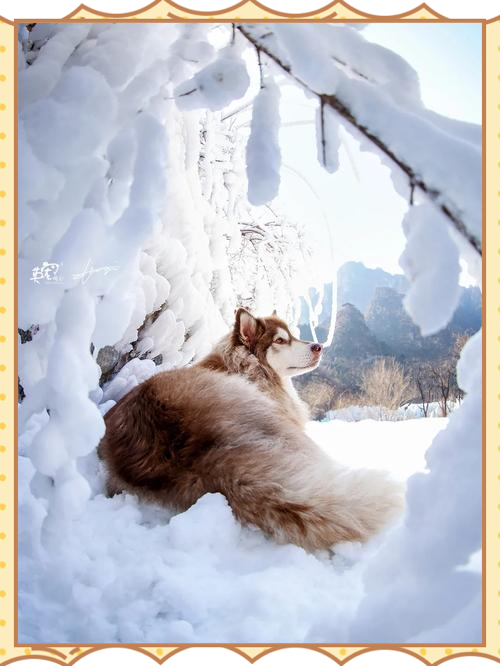 塞帕拉雪橇犬图片