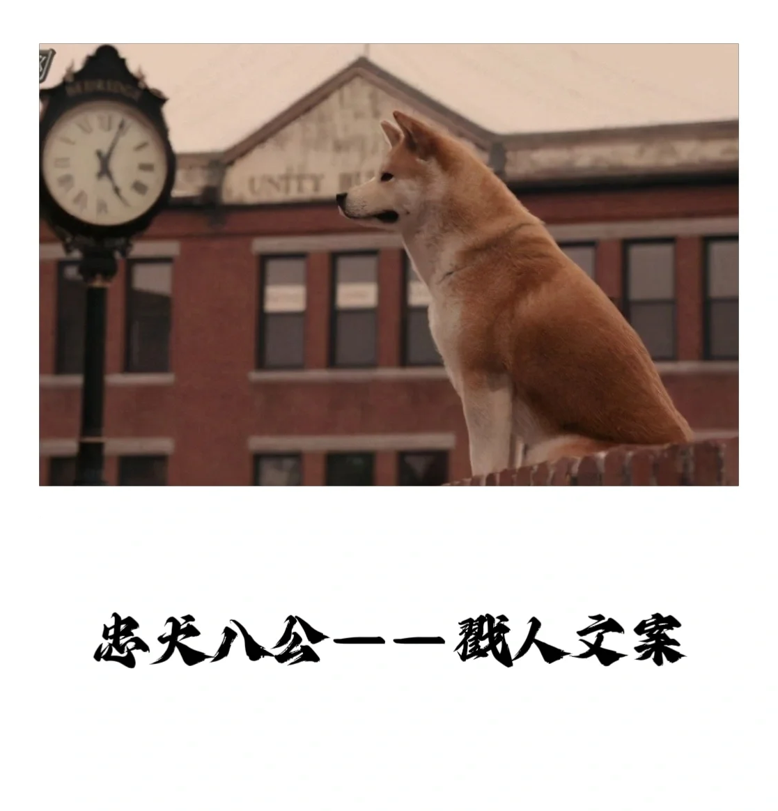 忠犬八公经典语录图片