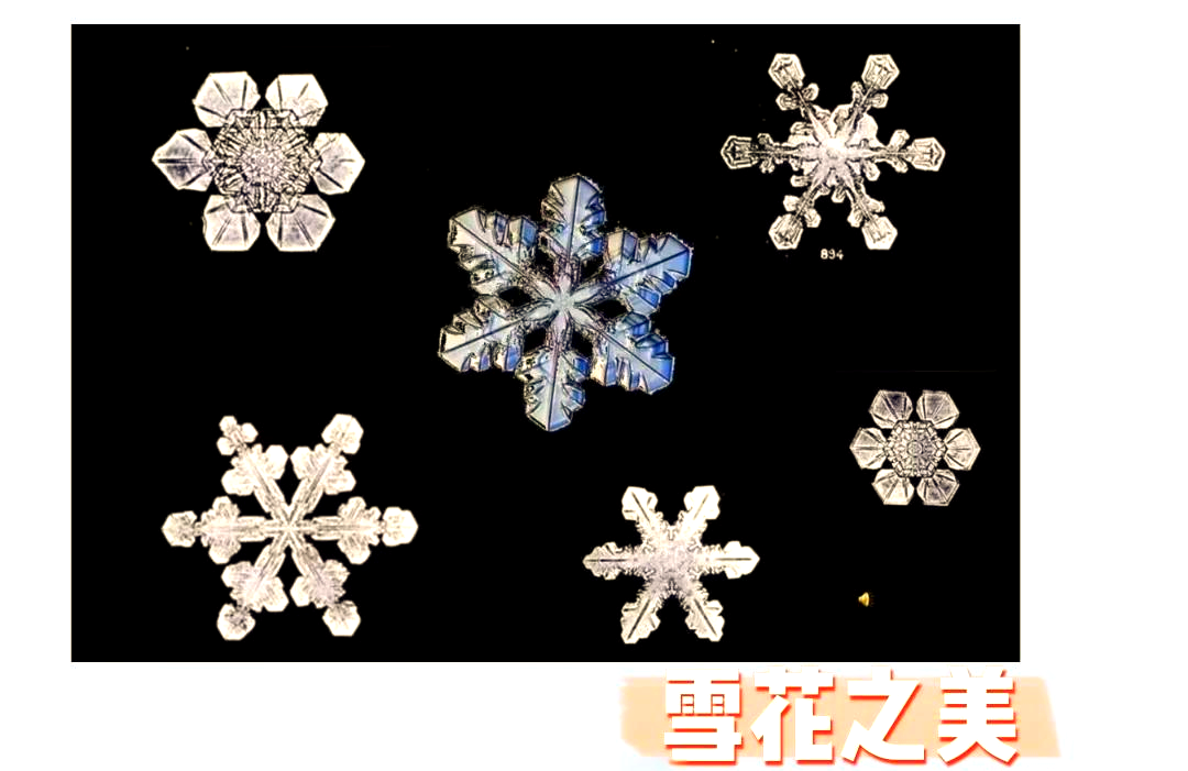 班特利雪花图片