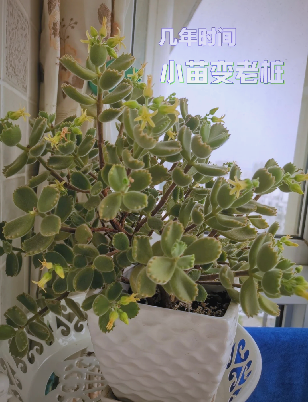 新手必看 熊童子多肉植物养护全攻略