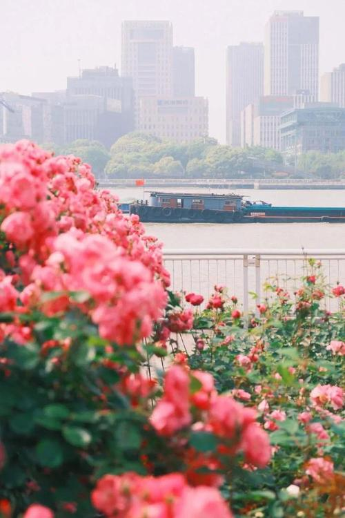 上海之鱼花海图片