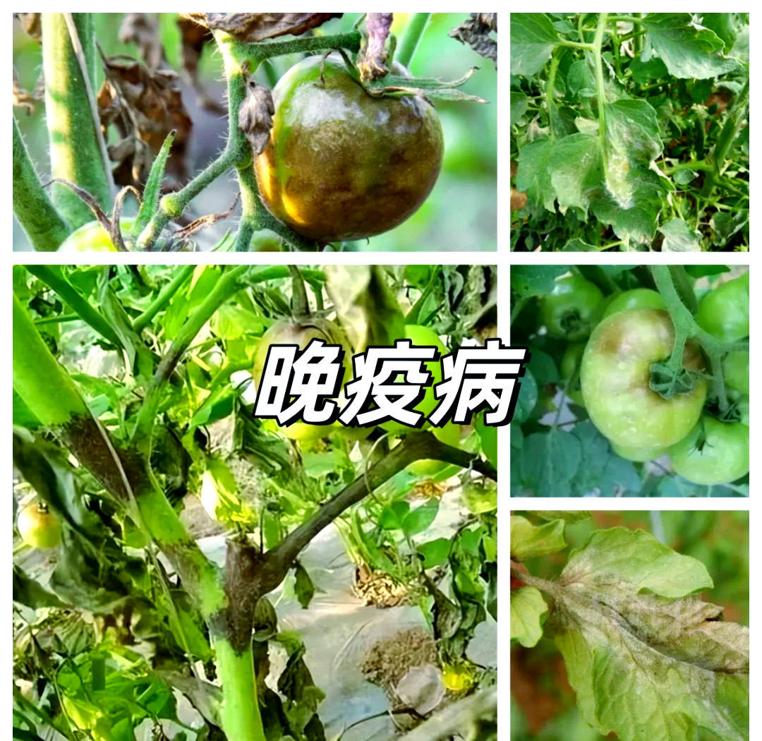 番茄青枯病图片防治图片