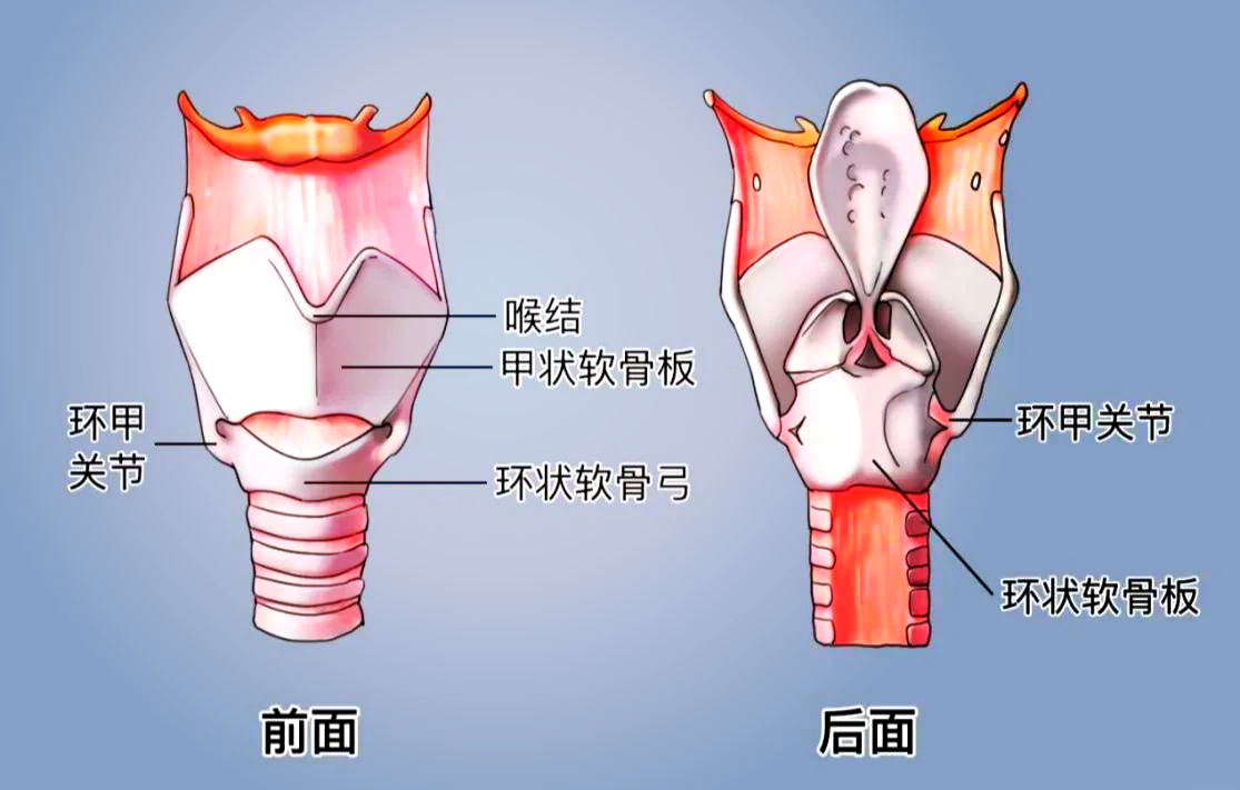 喉结下面环状软骨图片图片