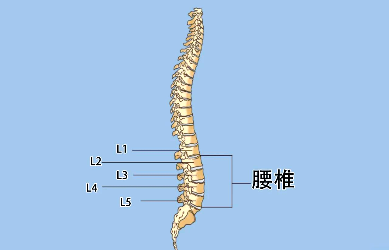 l4椎体在哪个部位图片图片