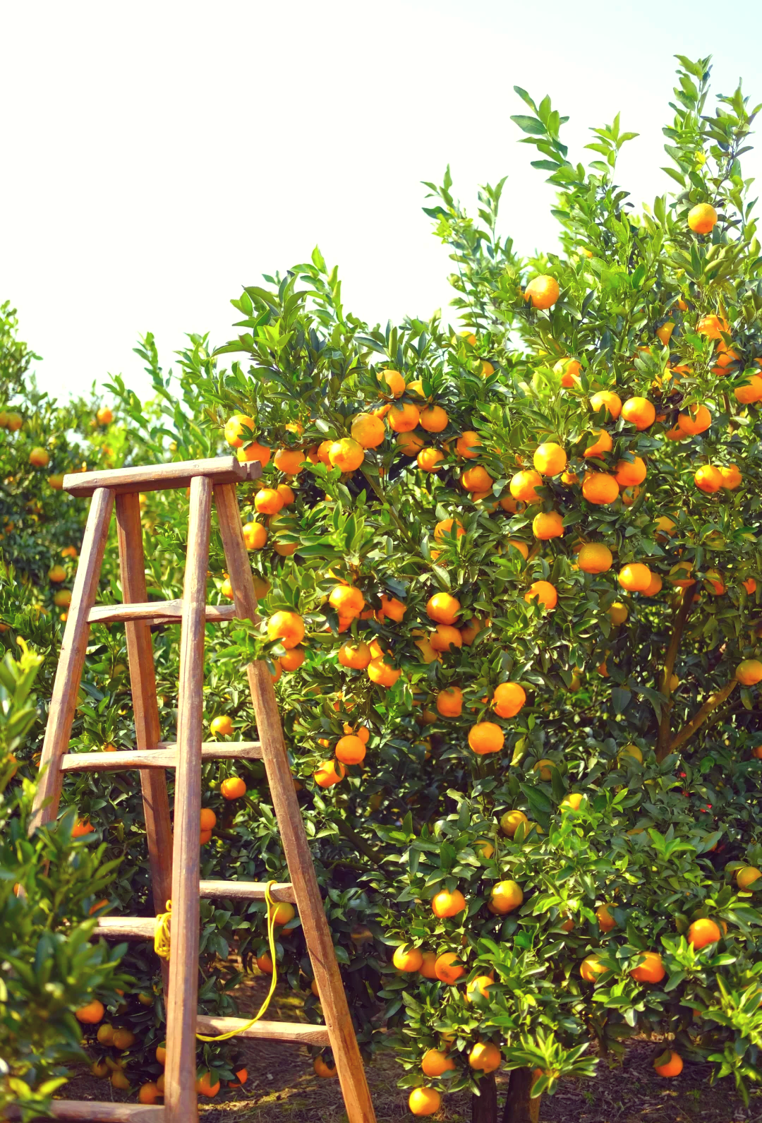 🍊衢州椪柑的丰收季节🍊