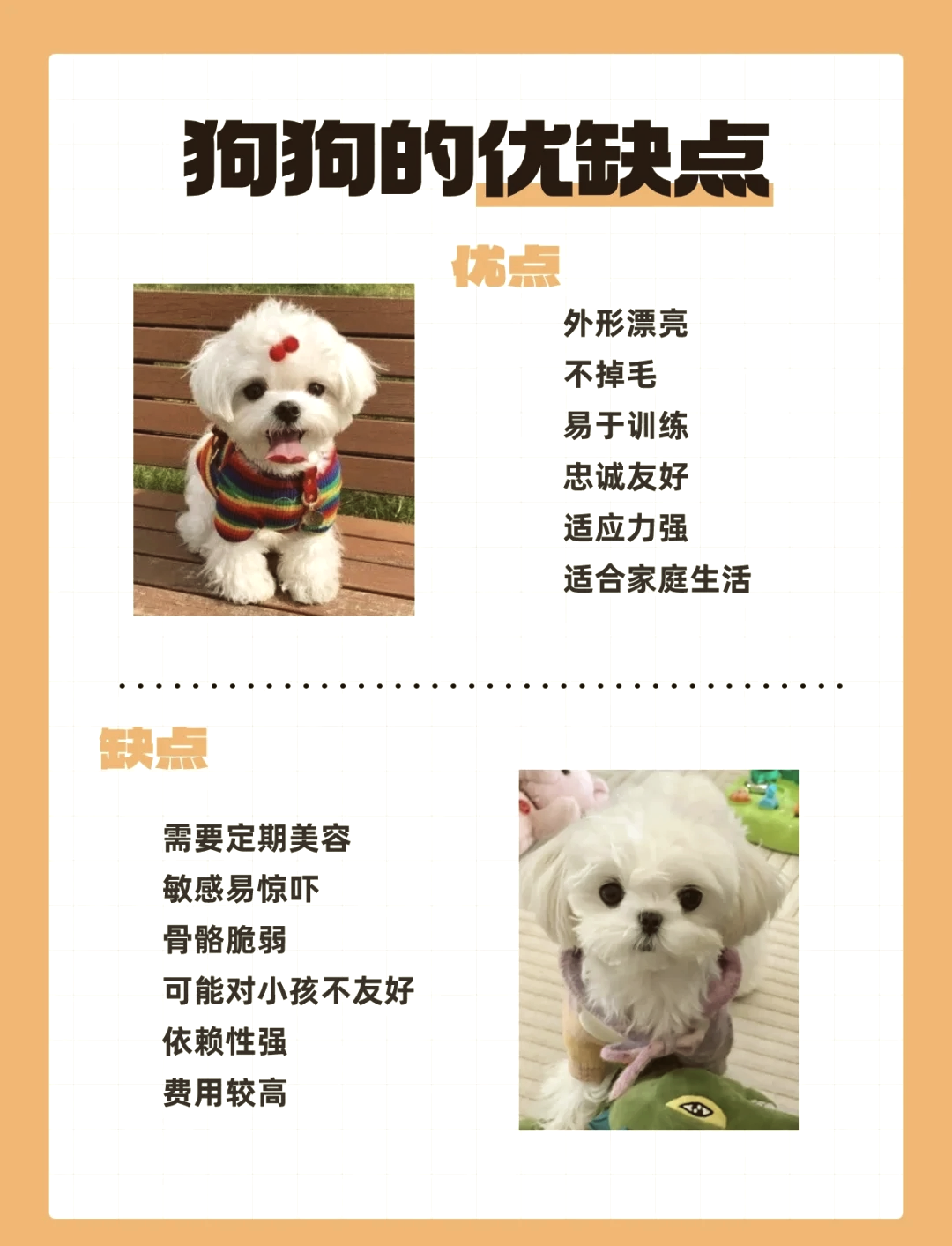 马尔济斯犬寿命图片