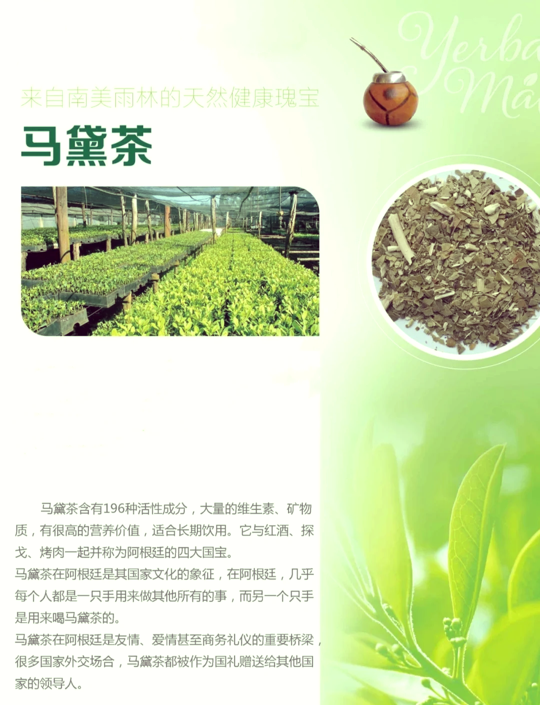 马黛茶的功效与作用图片