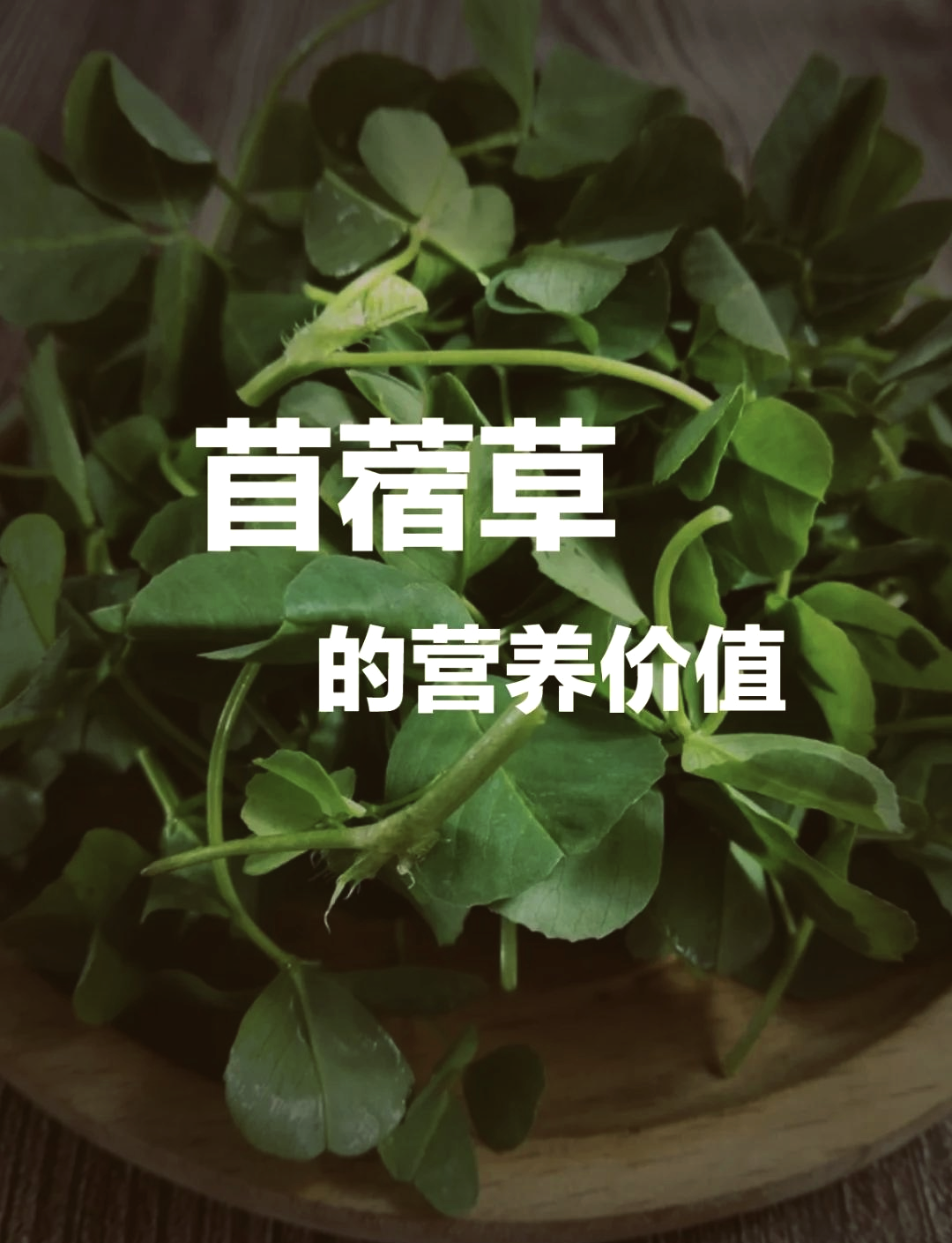 苜草图片