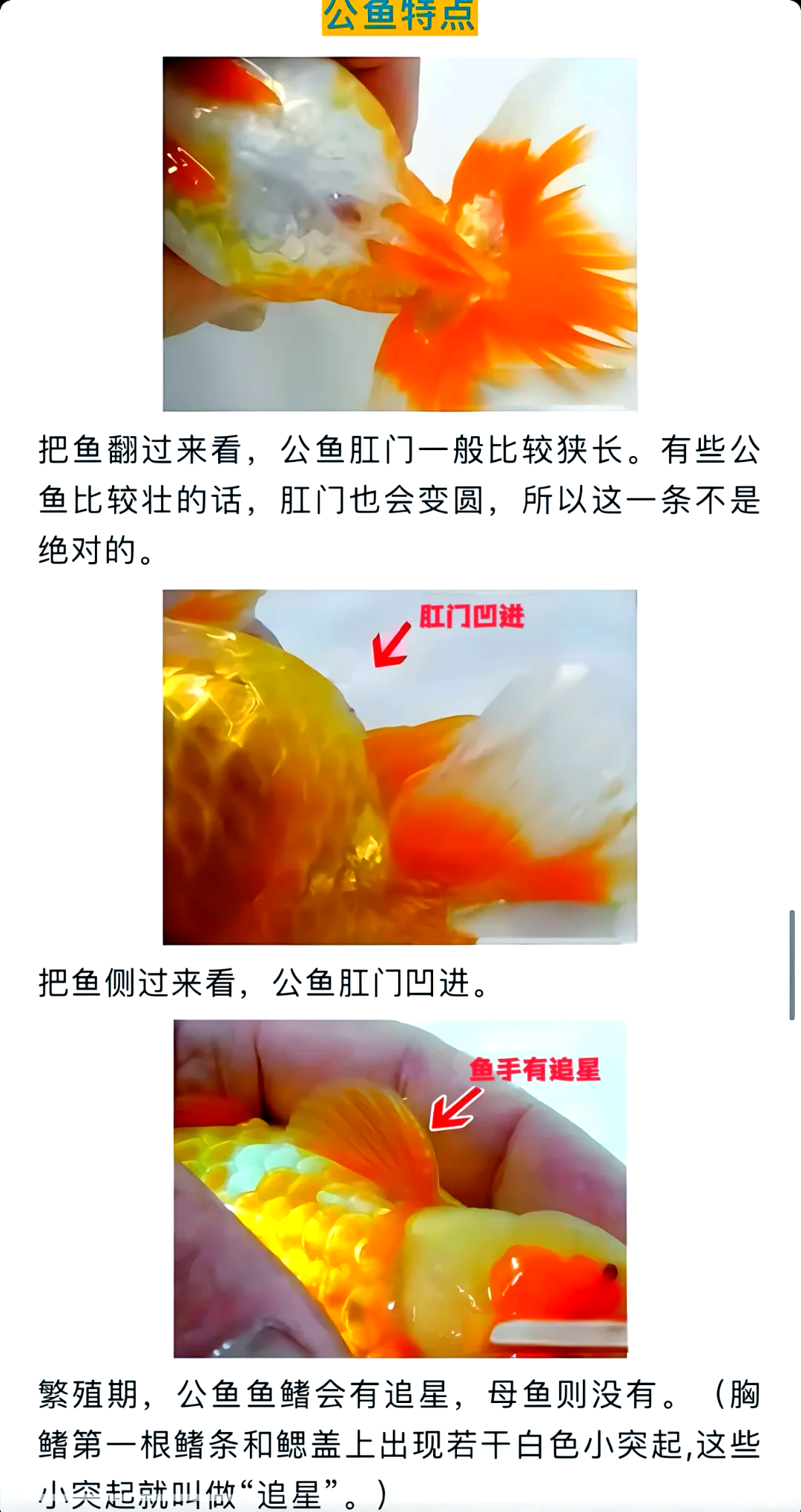 怎么分辨鱼的公母图片