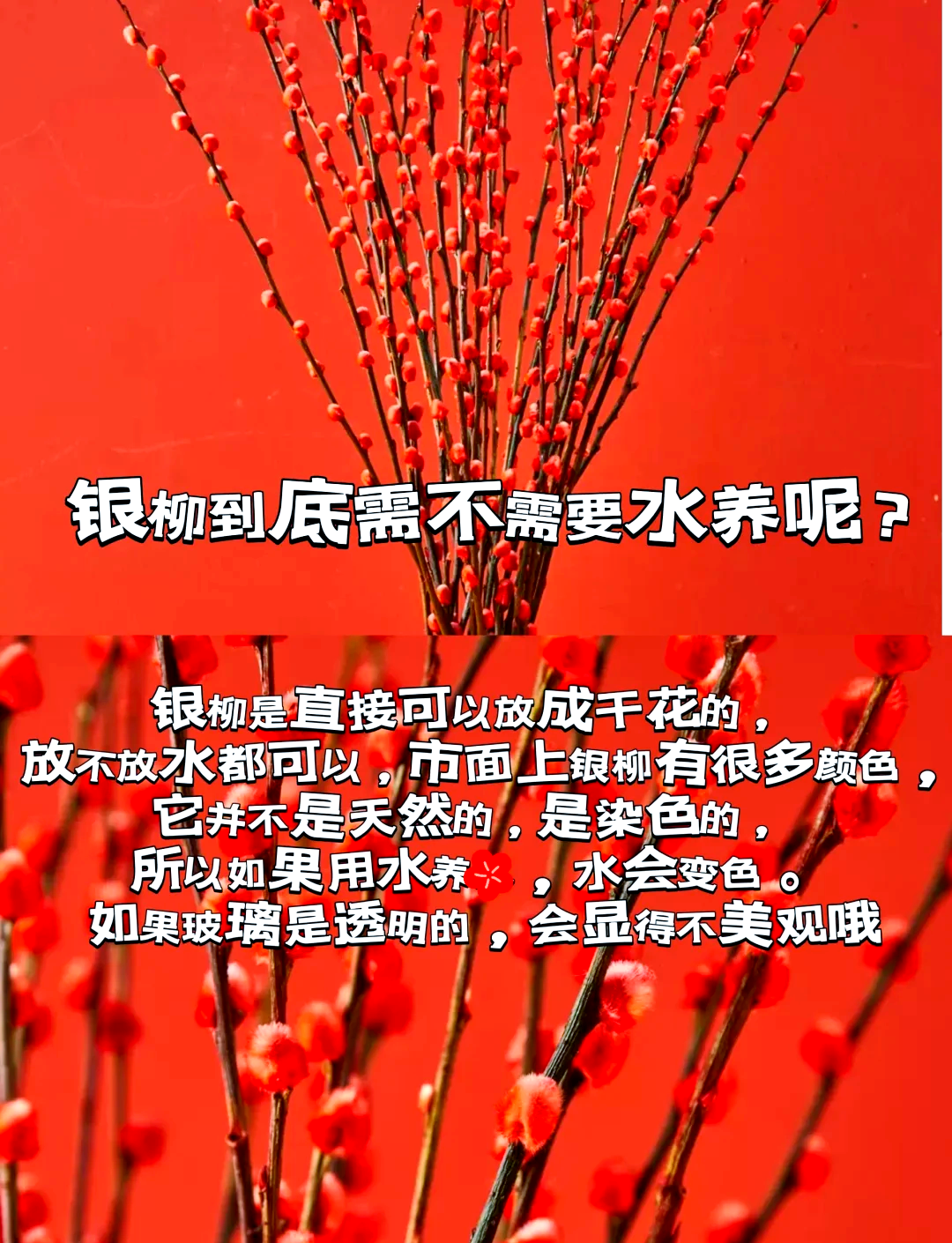 银柳染色教程图片