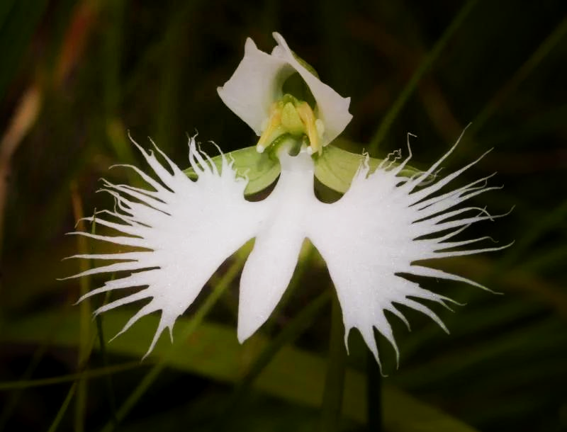 🌼天蝎座的星座守护花🌼