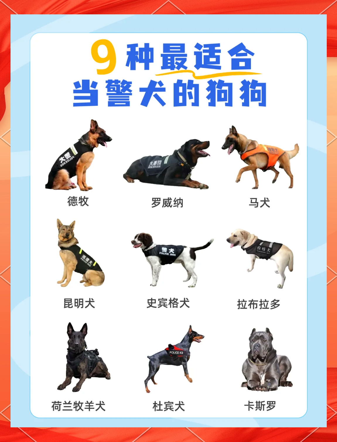 世界十大警犬图片