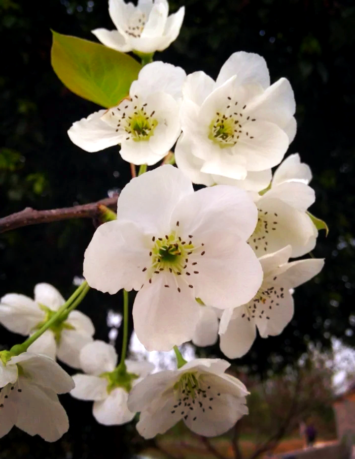 一枝梨花压海棠青木源图片