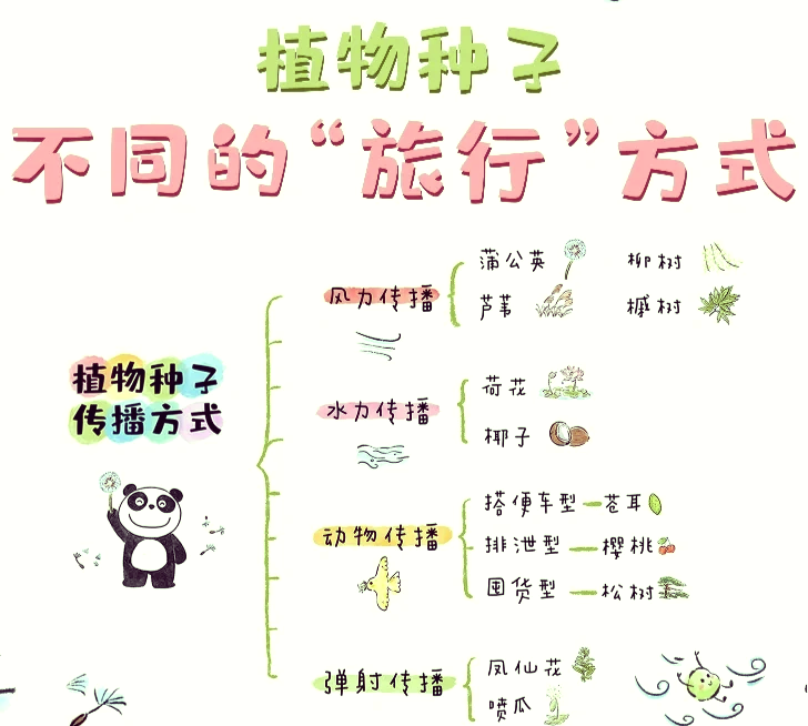 种子的传播方式导图图片