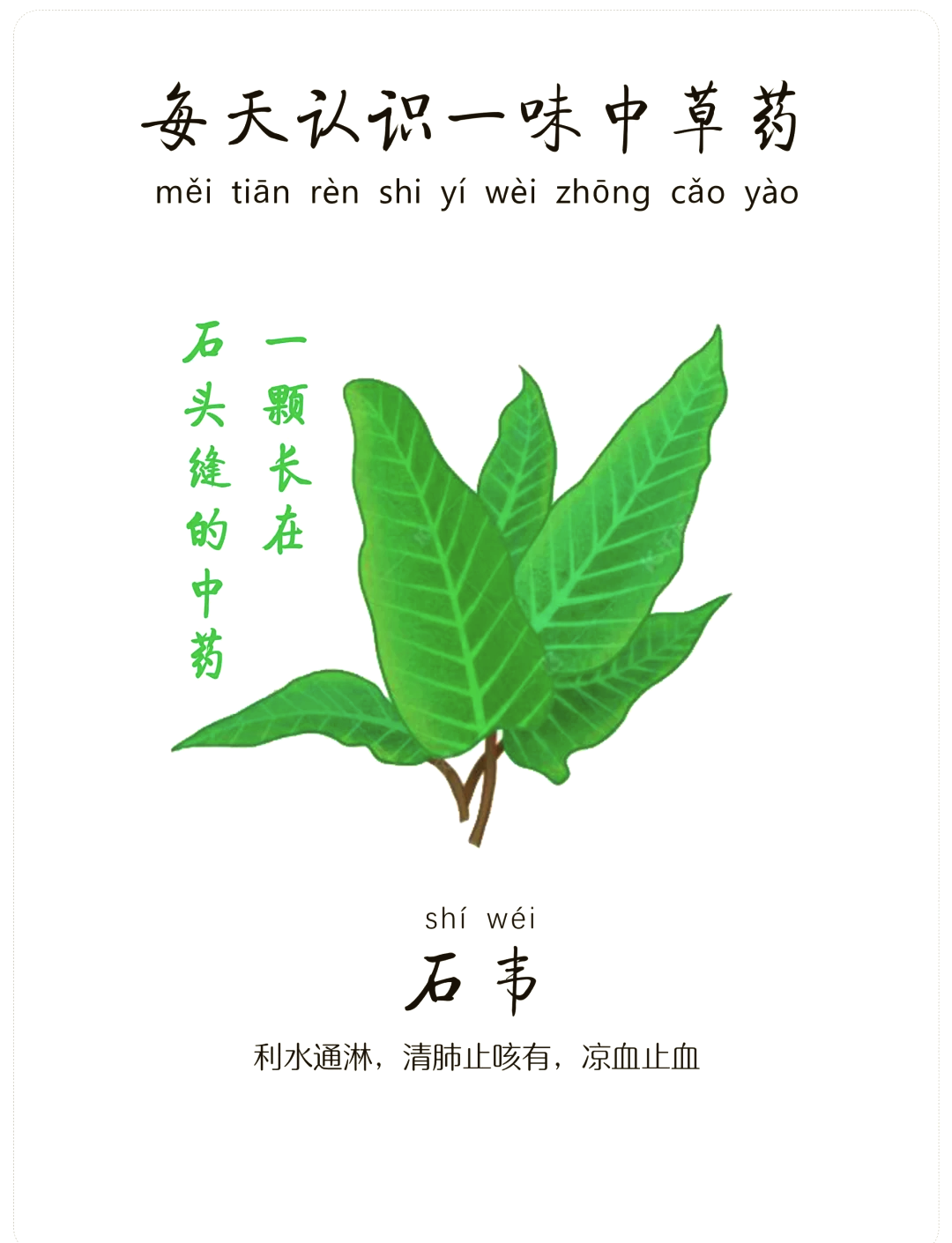 石韦草药是治什么病图片