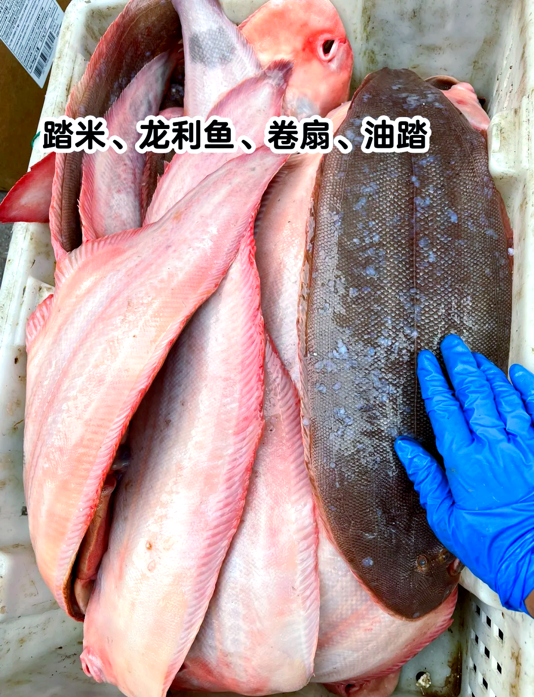 🐟 探索五种特色舌头鱼 🐠