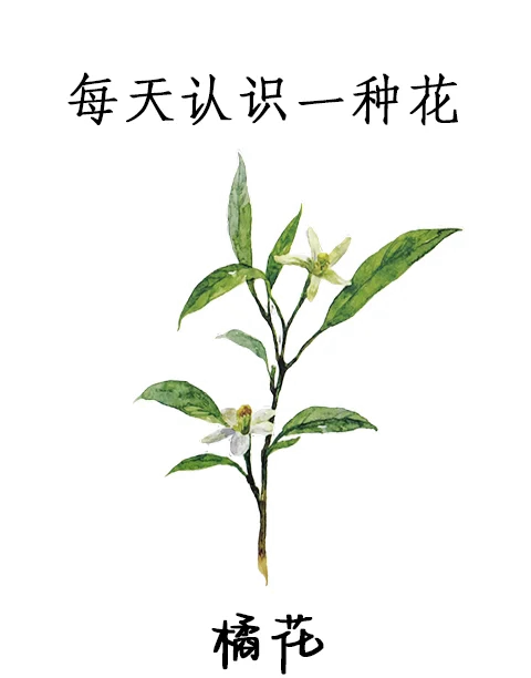 橘子花介绍图片