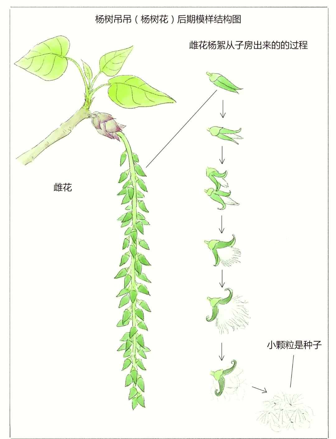 97路边绿珠竟是杨树吊吊 95