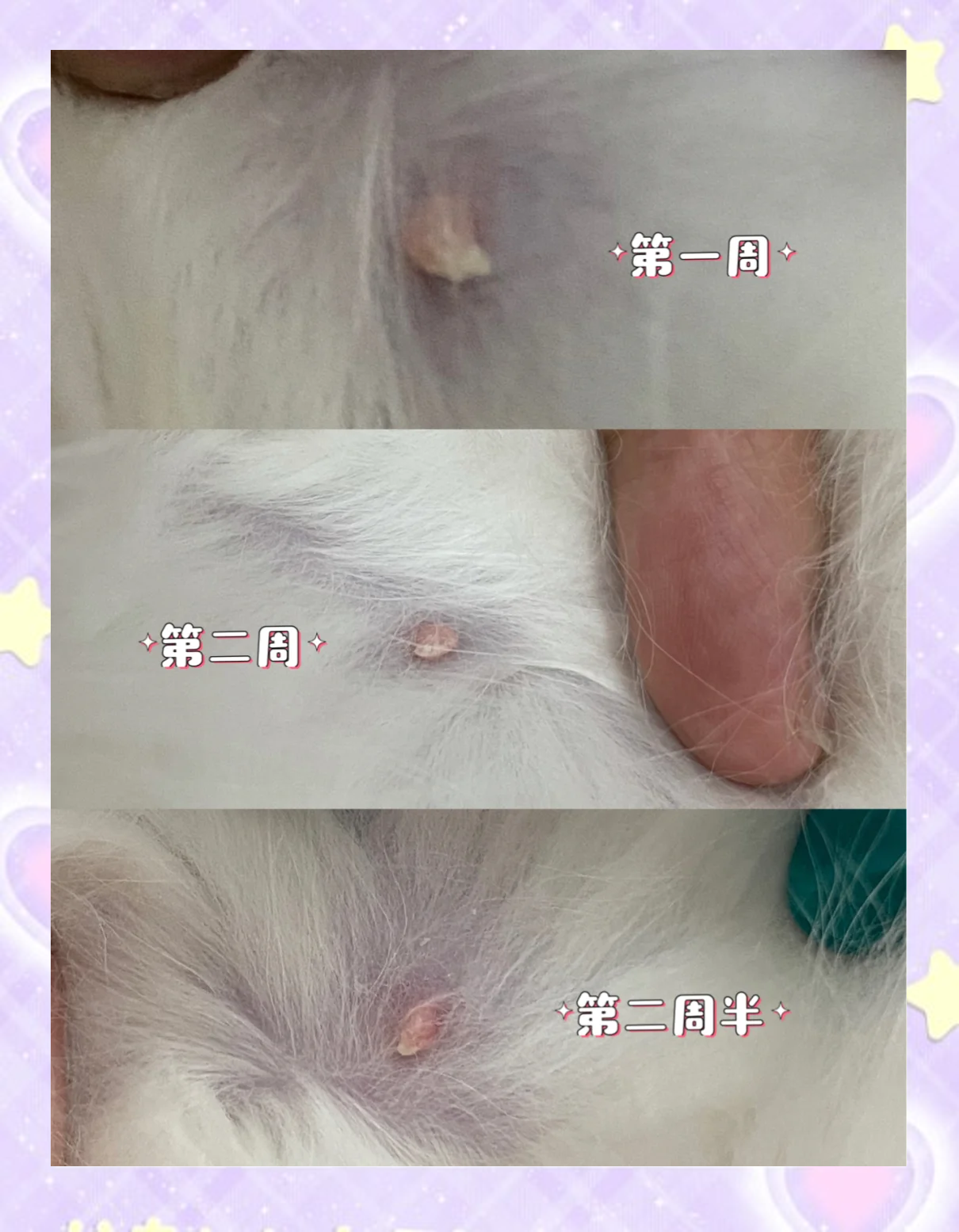 猫咪怀孕迹象