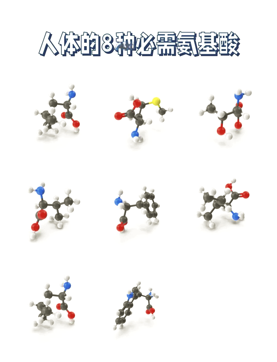 半必需氨基酸图片