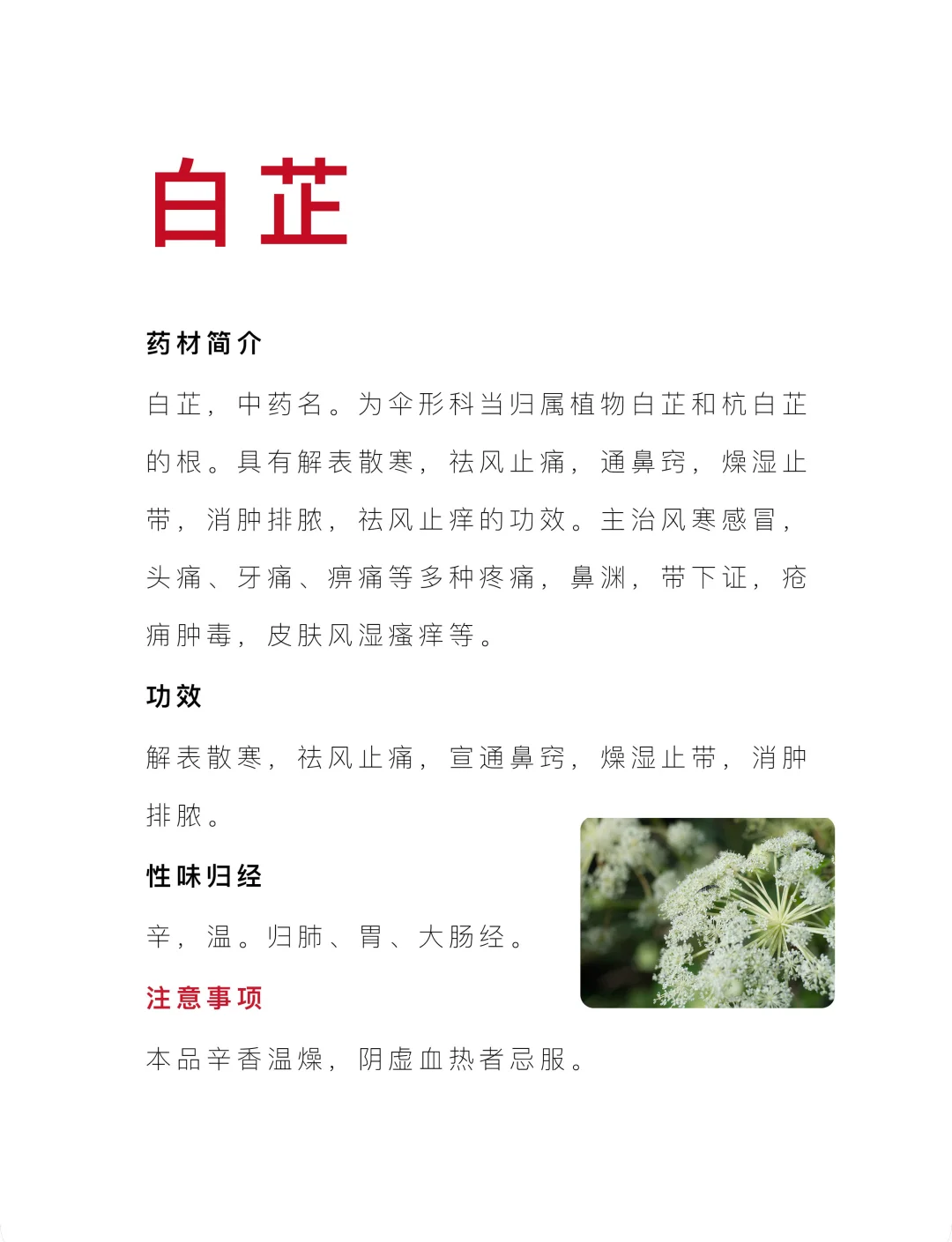 白芷泡水喝三大的功效图片