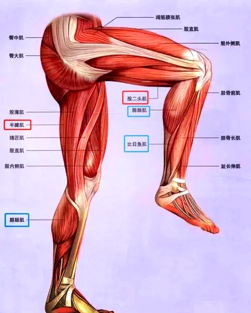 半腱肌和半膜肌解剖图图片