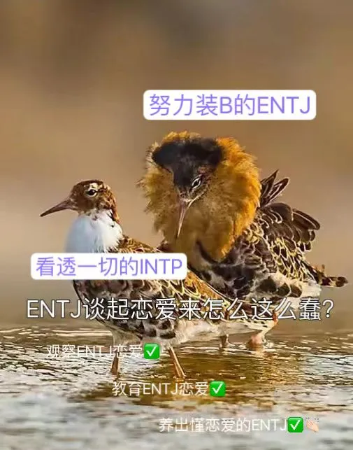 intp intj恋爱图片