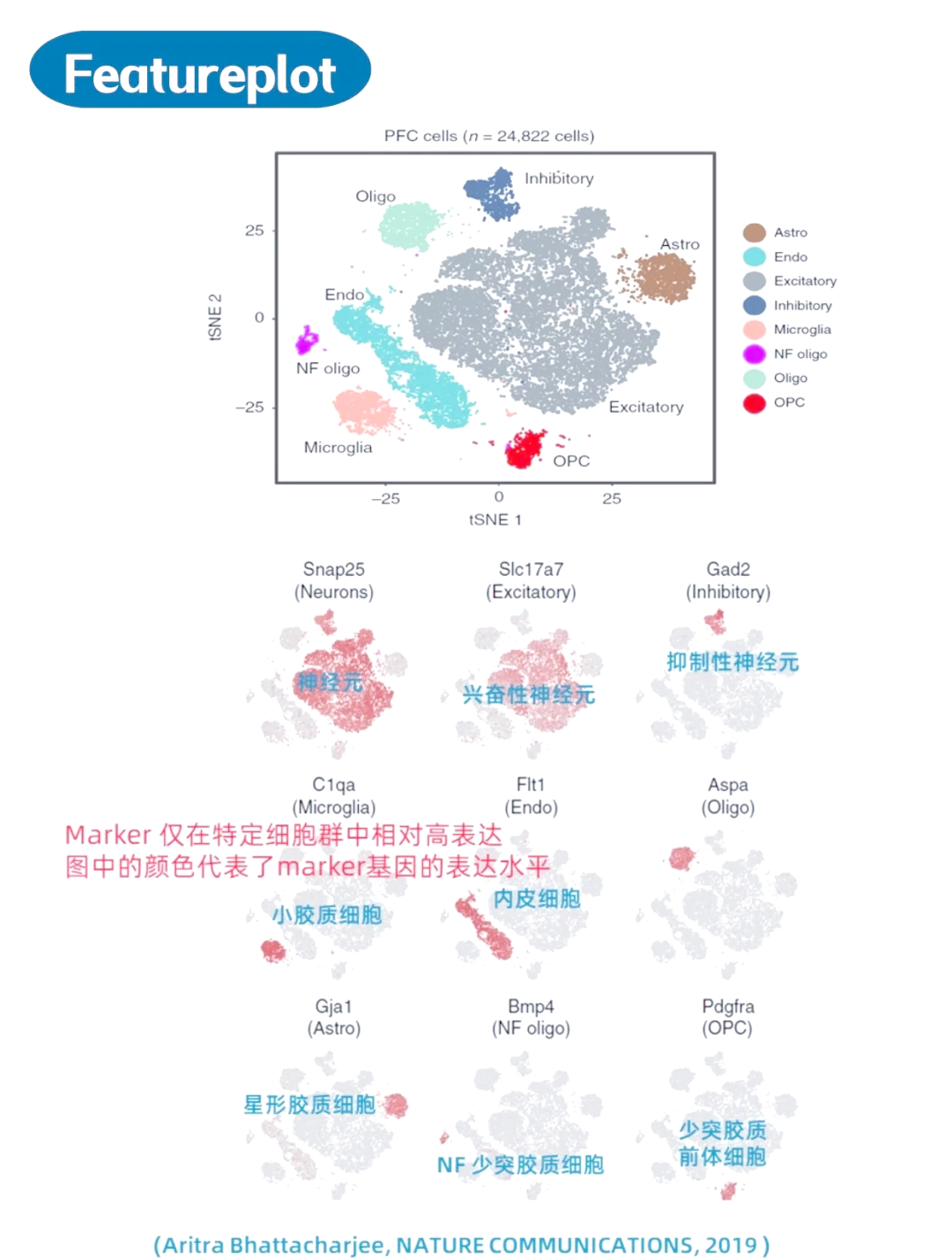 基因表达框图片