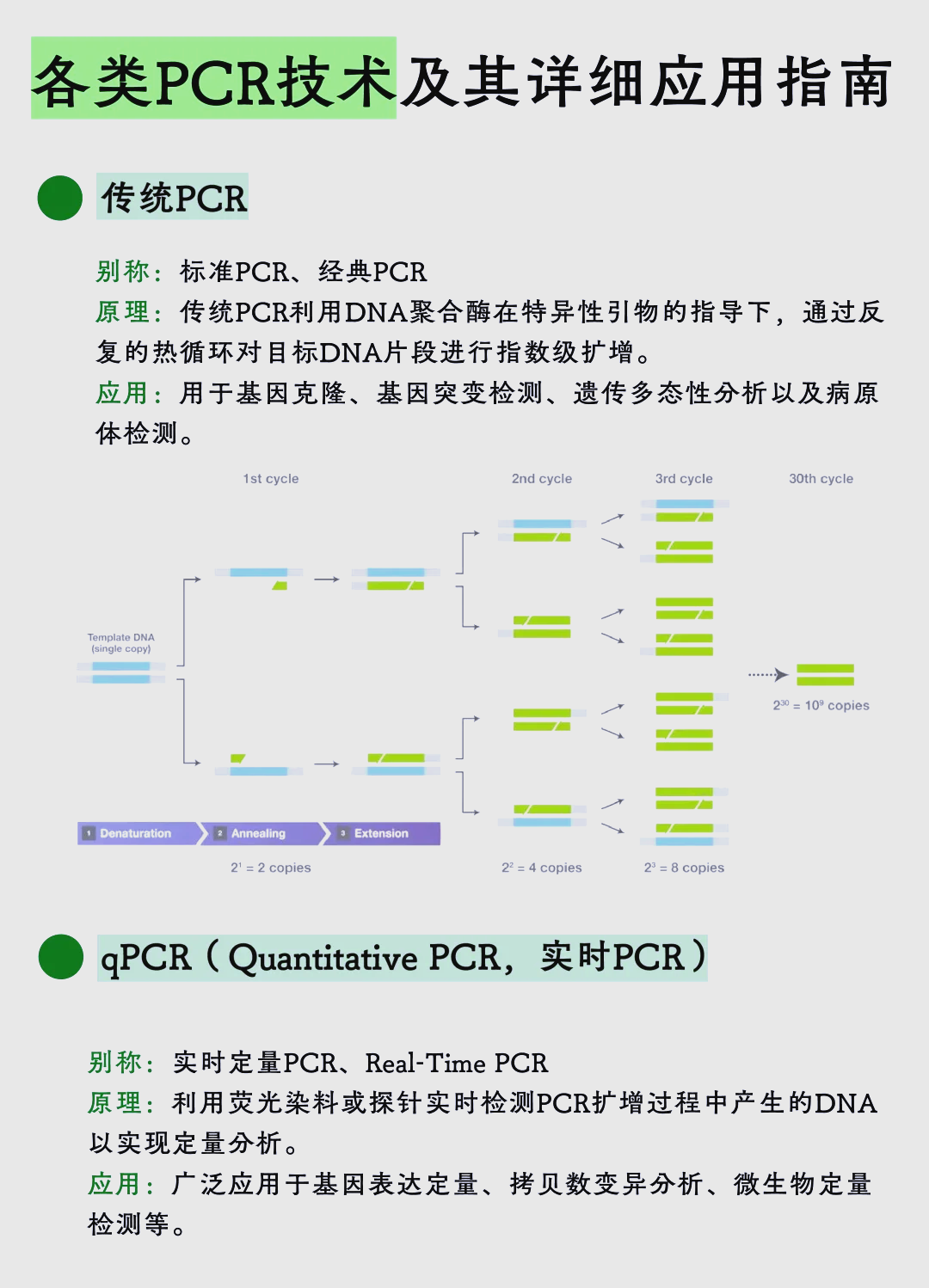 pcr三次循环过程图图片